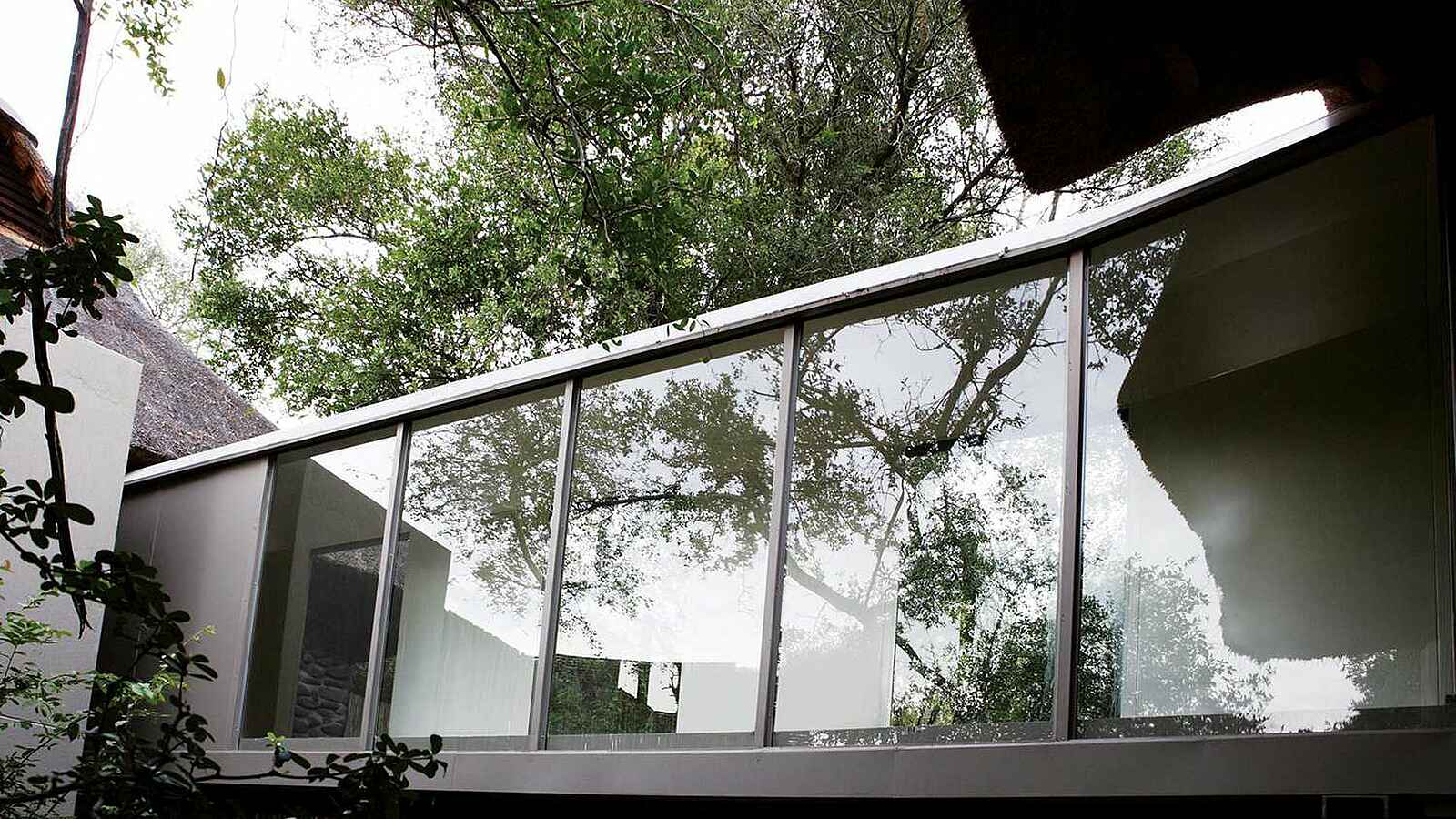 Londolozi Founders Camp: Glasfront Londolozi Founders Camp: Glasfront