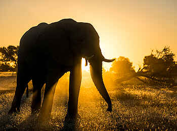Mashatu Euphorbia Villas: Elefant im Sonnenschein