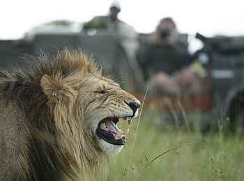 Ngare Serian Camp: Löwe