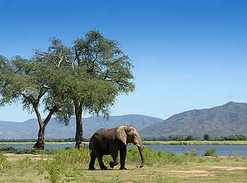 Nyamatusi Mahogany: grauer Riese