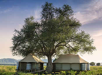 Nyamatusi Mahogany: Zelte im Schatten eines Baumes