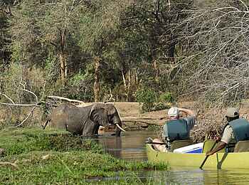 Old Mondoro Camp: Elefant und Kanuten