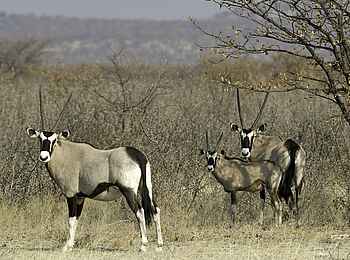 Ongava Tented Camp: Gemsböcke