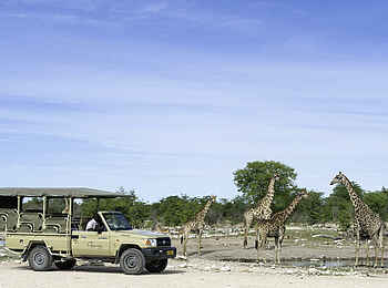 Onguma Camp Kala: Giraffen