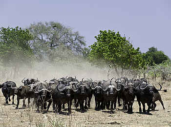 Ruckomechi Camp: Büffel in vollem Lauf Ruckomechi Camp: Büffel in vollem Lauf