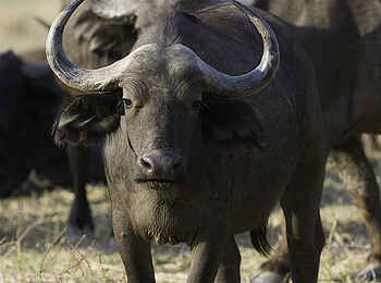 Ruckomechi Camp: Büffelherde Ruckomechi Camp: Büffelherde