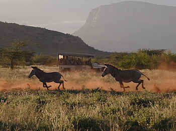 Saruni Samburu: Zebras in vollem Lauf