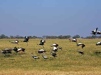 Shumba Camp: Kronenkraniche Shumba Camp: Kronenkraniche