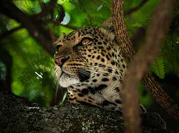 Singita Faru Faru: Leopard im Baum