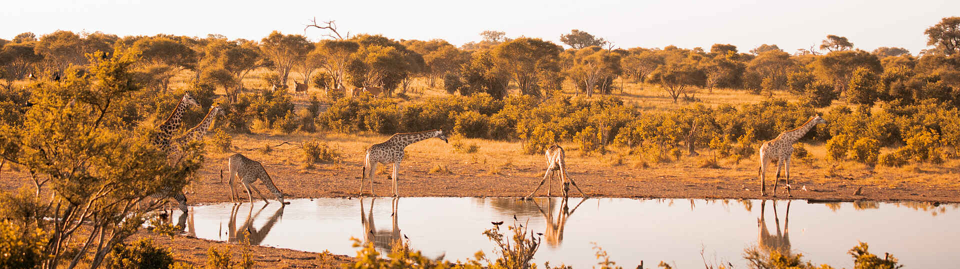 Skybeds: Giraffen am Wasserloch Giraffen am Wasserloch