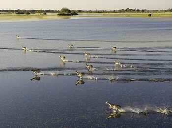 Jao Camp: Red Lechwe Jao Camp: Red Lechwe