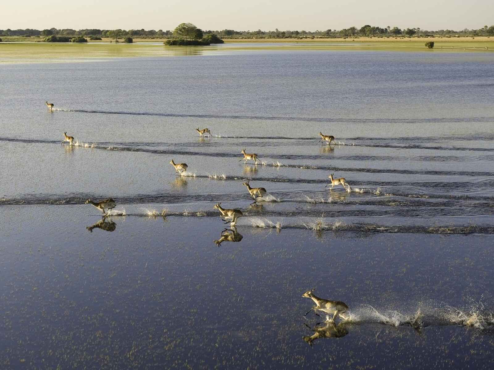 Jao Camp: Red Lechwe Jao Camp: Red Lechwe