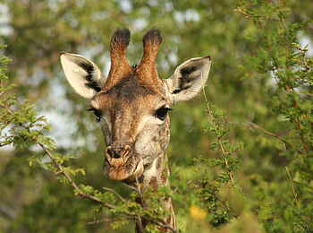 Makweti Safari Lodge: Eine weibliche Giraffe