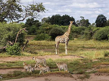 Mashatu Game Reserve: Geparden und Giraffe