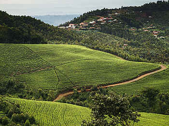 One and Only Nyungwe House: Areal mit Teeplantagen One and Only Nyungwe House: Areal mit Teeplantagen