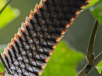 Sangha Lodge: Pangolinschwanz Sangha Lodge: Pangolinschwanz