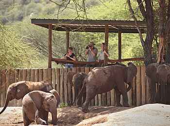 Sarara Tree: Im Reteti Elephant Sanctuary Sarara Tree: Im Reteti Elephant Sanctuary