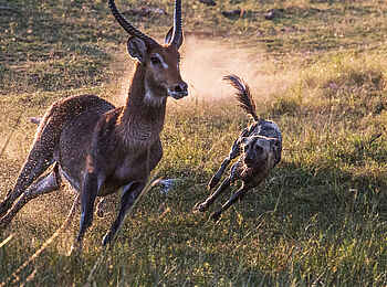 Selinda Camp: Afrikanischer Wildhund und Wasserbock