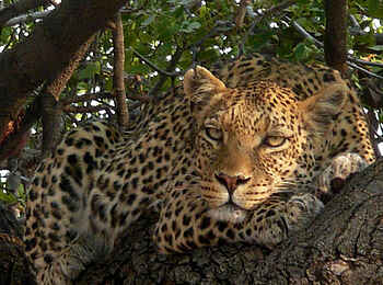 Tuli Safari Lodge Mashatu: Leopard ruht im Baum