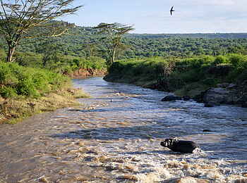 andBeyond Suyian Lodge: Nilpferd im Fluss andBeyond Suyian Lodge: Nilpferd im Fluss