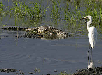 Chobe Elephant Camp: Auf der Lauer Chobe Elephant Camp: Auf der Lauer