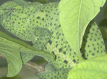 Edo's Camp: Meister der Tarnung Edo's Camp: Meister der Tarnung