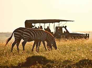 Elephant Pepper Camp: Zebras der North Mara Elephant Pepper Camp: Zebras der North Mara