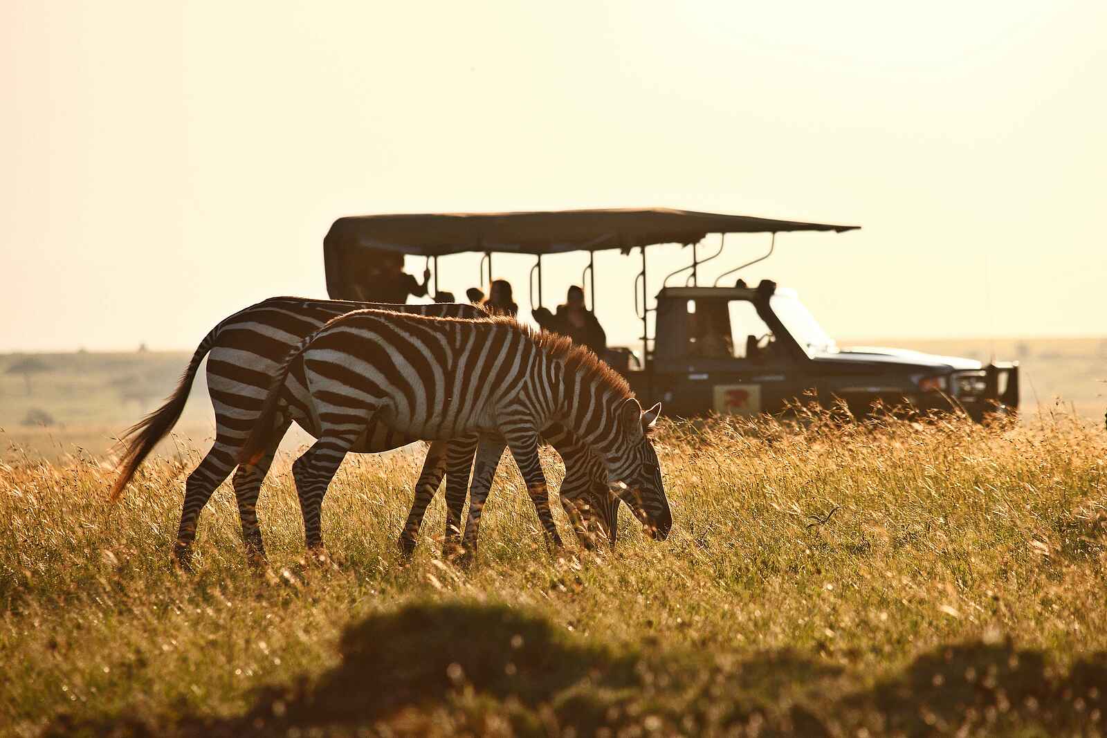 Elephant Pepper Camp: Zebras der North Mara Elephant Pepper Camp: Zebras der North Mara