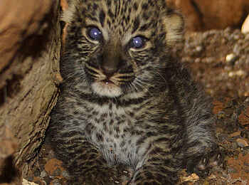 Elsa's Kopje: Leopardenbaby im Meru Nationalpark Elsa's Kopje: Leopardenbaby im Meru Nationalpark