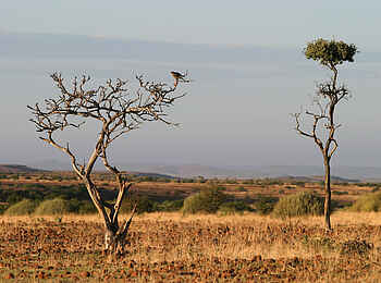 Etendeka Mountain Camp: Greifvogel auf einem kleinen Baum Etendeka Mountain Camp: Greifvogel auf einem kleinen Baum