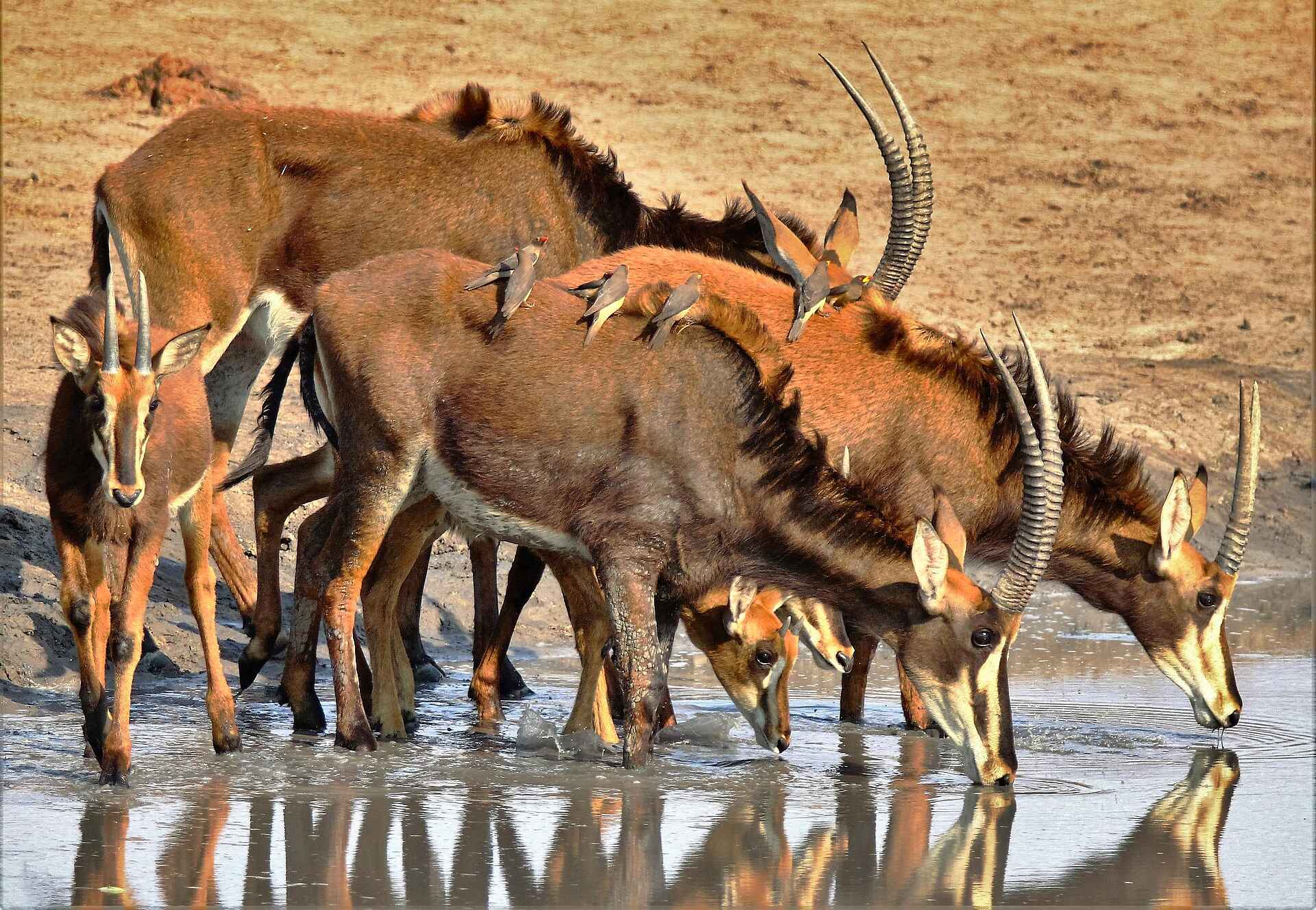 Ghoha Hills Savuti Lodge: Am Wasserloch