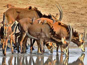 Ghoha Hills Savuti Lodge: Am Wasserloch