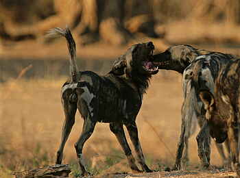 Goliath Tented Camp: Wildhunde begrüßen sich