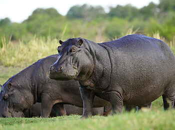 Ichingo Chobe River Lodge: Nilpferde Ichingo Chobe River Lodge: Nilpferde
