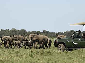 Kichwa Tembo Tented Camp: Elefanten voraus Kichwa Tembo Tented Camp: Elefanten voraus