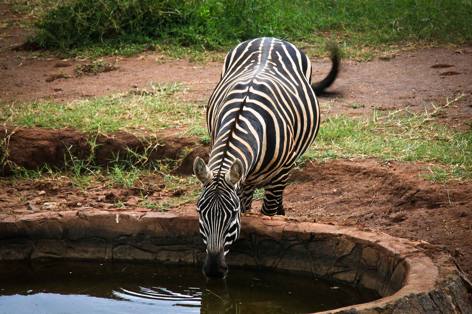 Kidepo National Park: Zebra an der Tränke vor der Lodge