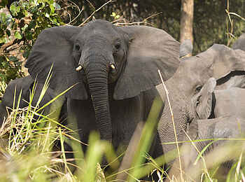Kubatana Camp: Aufmerksamer Elefant