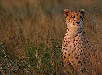 Leopard Lodge: Geparden-Portrait