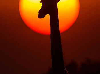 Luambe Camp: Die Silhouette eines Giraffenschädels hebt sich sehr malerisch von der Sonne ab Luambe Camp: Die Silhouette eines Giraffenschädels hebt sich sehr malerisch von der Sonne ab