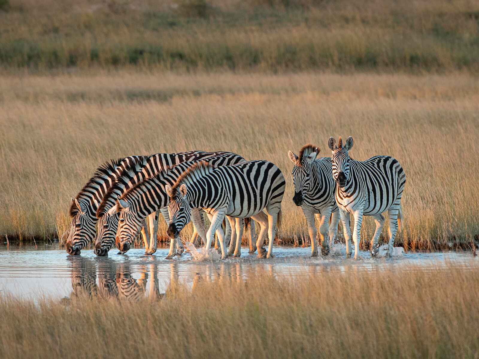 Meno A Kwena: Durstige Zebras Meno A Kwena: Durstige Zebras