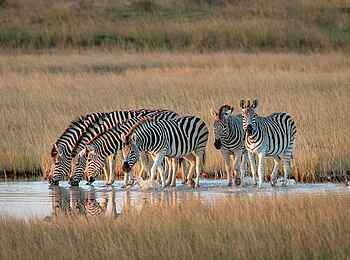 Meno A Kwena: Durstige Zebras Meno A Kwena: Durstige Zebras
