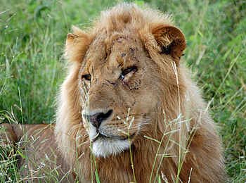 Muchenje Safari Lodge: Männlicher Löwe