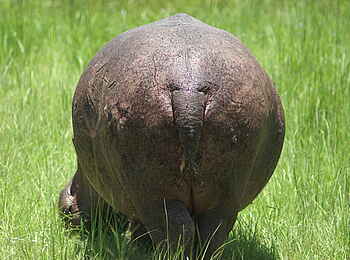 Mukambi Fig Tree Bush Camp: Das Nilpferd Basil von hinten