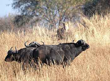 Mukambi Fig Tree Bush Camp: Eine Löwin beobachtet drei Büffel