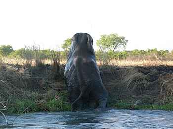 Mukambi Safari Lodge: Elefant beim Bad Mukambi Safari Lodge: Elefant beim Bad