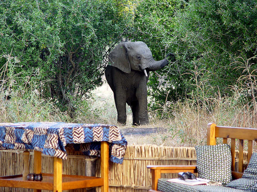Mwamba Bush Camp: Elefant im Camp Mwamba Bush Camp: Elefant im Camp
