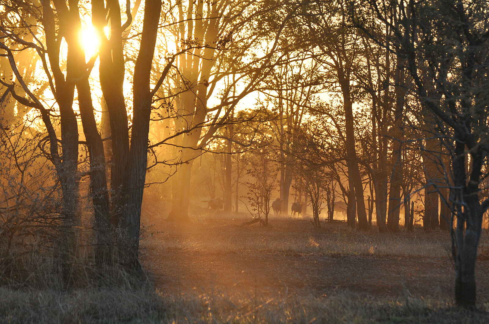 Nanzhila Plains Safari Camp: Antilopen im Gegenlicht Nanzhila Plains Safari Camp: Antilopen im Gegenlicht