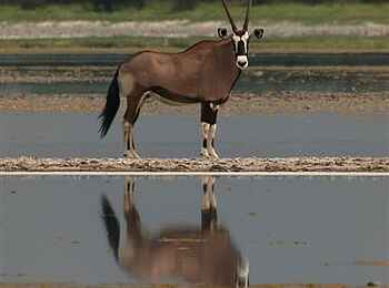 Nxai Pan Camp: Oryx-Silhouette