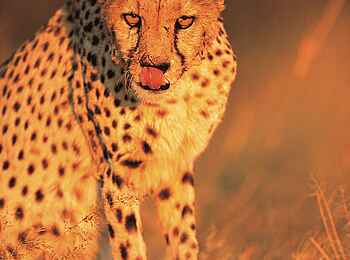 Okonjima Plains Camp: Gepard streckt die Zunge heraus Okonjima Plains Camp: Gepard streckt die Zunge heraus