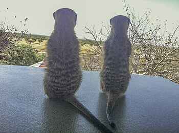 Okutala Lodge: Erdmännchen Okutala Lodge: Erdmännchen